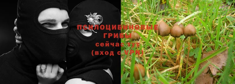 Псилоцибиновые грибы Magic Shrooms  Нефтегорск 